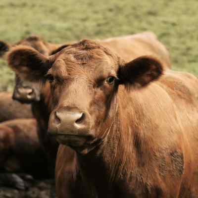 Ethical Meat
